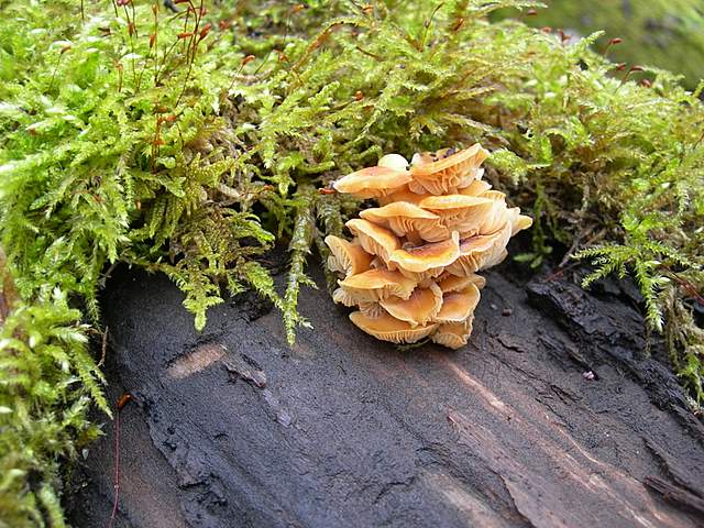 Le specie igrofile invernali